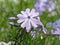 Moss Phlox, Phlox subulata Emerald Cushion Blue