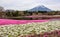 Moss phlox shiba-sakura fields at the forefront of Mountain Fu