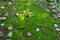 Moss plant background