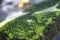 Moss plants on damp rocks