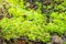 Moss and plants in the field land in the midst of nature, seen from up clos