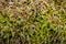Moss Plants Macro Background
