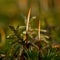 Moss Polytrichum commune close up in morning sun