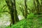 Moss primeval forest at Vikos gorge