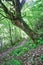 Moss primeval forest at Vikos gorge with path