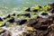 Moss rocks Australia Kalbarri sea water coast