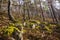 Moss on the Rocks, Mala Fatra, Slovakia