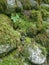 Moss Rocks Vegetation Green Textures Background