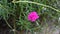 Moss-rose flower pink color blooming, Timelapse