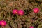 Moss rose, Japanese rose, little hogweed flowers, and orange flower in common garden purslane