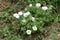 Moss rose or Portulaca grandiflora annual plant with blooming white flowers growing in shape of small bush planted in home garden