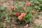 Moss rose or Portulaca grandiflora fast growing plant with closed flower buds and open light and dark orange flowers in home