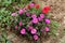 Moss rose or Portulaca grandiflora fast growing plant with closed flower buds and open pink and orange flowers in home garden