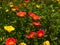 Moss-Rose Purslane Flowers On Green Background.