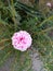 Moss-rose purslane a pink flower plant