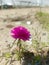 A Moss-rose purslane plant