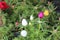 Moss roses in the garden