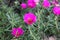 Moss roses, Portulaca flower, or Japanese roses