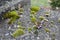 Moss on Rough Texture Concrete of Bridge Railing in Seattle