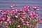 Moss-saxifrage close-up. Perennial in the garden