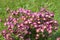 Moss-saxifrage close-up. Perennial in the garden