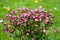 Moss-saxifrage close-up. Perennial in the garden