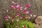 Moss saxifrage with pink flowers in a flower bed