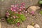 Moss saxifrage with pink flowers in a flower bed