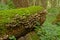 Moss and shelf mushrooms on the trunk of a fallen tree in the forest- Polypores