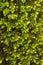 Moss small plant