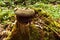 Moss, sphagnum, lichens, stump, snag, cut down, old, tree