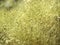 Moss sporangiums macro