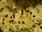 Moss sporophytes closeup