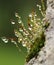 Moss with sporophytes and water droplets