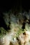 Moss on Stalagmites and flowstone in cave