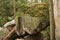 Moss stone between rocks in forest