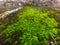 The moss on stone trough