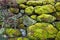 Moss Succulent rock wall
