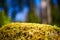 Moss summer nature detail background, czech republic, europe