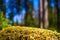 Moss summer nature detail background, czech republic, europe