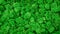 Moss texture background, banner with green reindeer moss in forest, garden or indoor