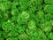 Moss texture background, macro view of green reindeer moss grows in forest marsh