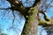 Moss texture on a tree bark