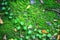 Moss, thallophytic, lichen