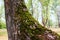 Moss on a tree bark summer outdoor