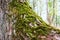 Moss on a tree bark summer outdoor