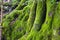 Moss on a tree  trunk  in the forest.Fantasy color outdoor image of gigantic roots of an old tree, covered with moss