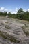 Moss and trees on glacial bedrock at Torrance Barrens Trails