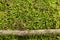 Moss wall texture, green reindeer grass background