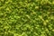 Moss wall. Vertical garden lush green wall pattern surface texture. Close-up of interior natural material for design decoration